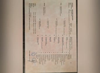 New Forest Pony, Mare, 10 years, 14.1 hh, Buckskin New Forest Pony, Mare, 10 years, 14.1 hh, Buckskin