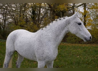 New Forest Pony, Mare, 10 years, 14 hh, Grey