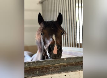 New Forest Pony, Mare, 11 years, 14,1 hh, Bay-Dark