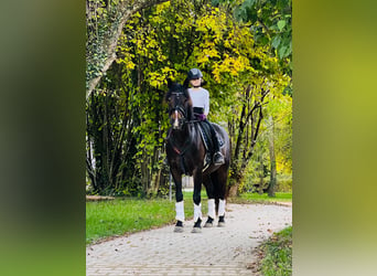 New Forest Pony, Mare, 11 years, 14,1 hh, Bay-Dark