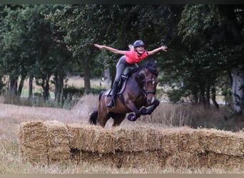 New Forest Pony, Mare, 11 years, 14.1 hh, Brown