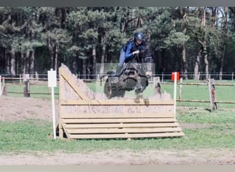 New Forest Pony, Mare, 11 years, 14,1 hh, Smoky-Black