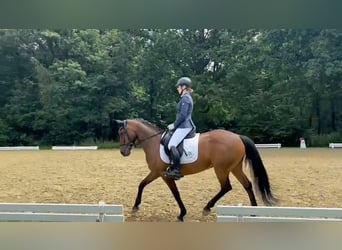 New Forest Pony, Mare, 11 years, 14.2 hh, Brown