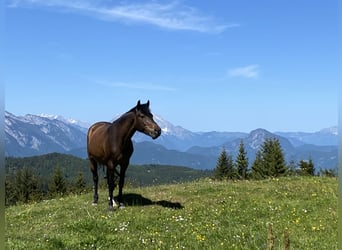 New Forest Pony, Mare, 11 years, 14.2 hh, Brown