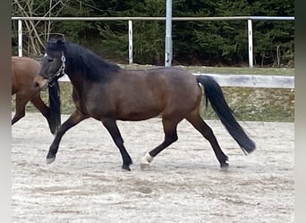 New Forest Pony, Mare, 11 years, 14.2 hh, Brown