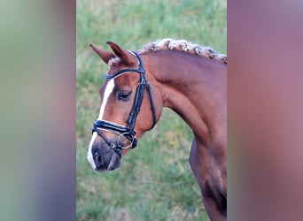 New Forest Pony, Mare, 11 years, 14.2 hh, Chestnut-Red