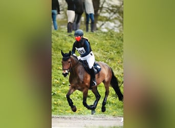New Forest Pony, Mare, 11 years, 14 hh, Brown