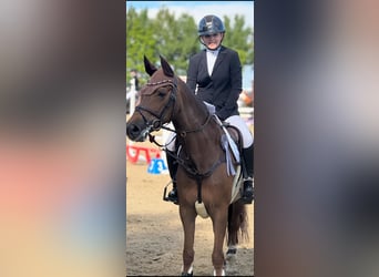 New Forest Pony, Mare, 11 years, 14,2 hh, Chestnut-Red New Forest Pony, Mare, 11 years, 14,2 hh, Chestnut-Red