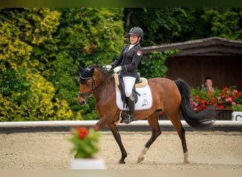 New Forest Pony, Stute, 12 Jahre, 14,2 hh, Brauner