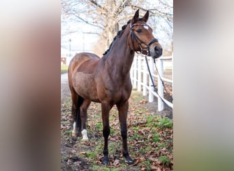 New Forest Pony, Stute, 12 Jahre, 14,2 hh, Brauner