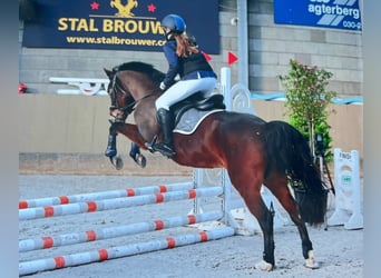 New Forest Pony Mix, Mare, 12 years, 14 hh, Brown