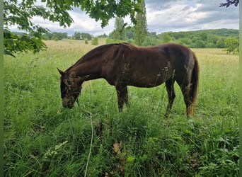 New Forest Pony Mix, Mare, 12 years, 14,2 hh, Chestnut-Red