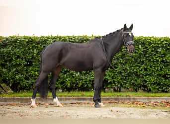 New Forest Pony, Mare, 12 years, Black