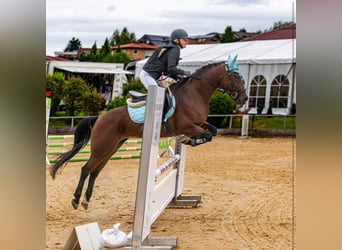 New Forest Pony, Mare, 12 years, Brown