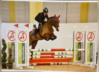 New Forest Pony, Mare, 12 years, Brown