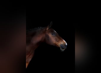 New Forest Pony, Mare, 12 years, Brown