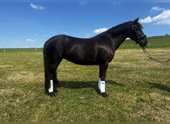 New Forest Pony, Mare, 13 years, 13 hh, Brown