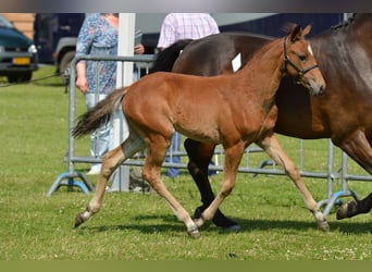 New Forest Pony, Mare, 13 years, 14.1 hh, Brown