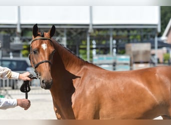 New Forest Pony, Mare, 13 years, 14.1 hh, Brown