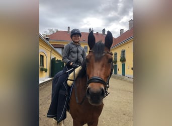 New Forest Pony, Mare, 13 years, 14,2 hh, Brown