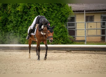 New Forest Pony, Mare, 13 years, 14,2 hh, Brown