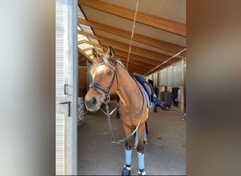 New Forest Pony, Mare, 13 years, 14,2 hh, Brown