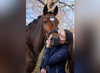 New Forest Pony, Mare, 13 years, 14,2 hh, Brown