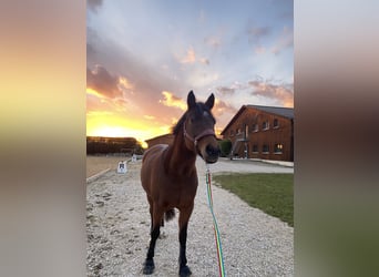 New Forest Pony, Mare, 13 years, 14 hh, Brown