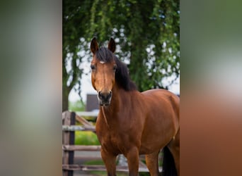 New Forest Pony, Mare, 13 years, 14,1 hh, Brown