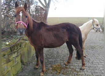New Forest Pony, Mare, 14 years, 13.3 hh, Chestnut-Red
