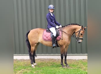 New Forest Pony, Mare, 14 years, 13,1 hh, Chestnut