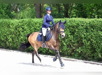 New Forest Pony, Mare, 14 years, 14.1 hh, Buckskin