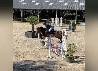 New Forest Pony, Mare, 14 years, 14.1 hh, Buckskin