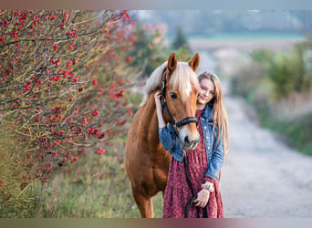 New Forest Pony, Mare, 14 years, 14,1 hh, Chestnut-Red