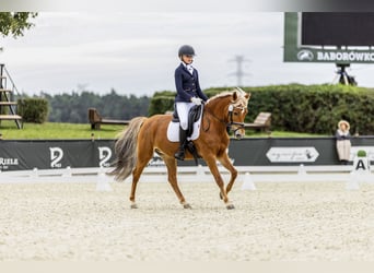 New Forest Pony, Mare, 14 years, 14,1 hh, Chestnut-Red