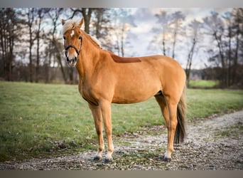 New Forest Pony, Mare, 14 years, 14,1 hh, Chestnut-Red