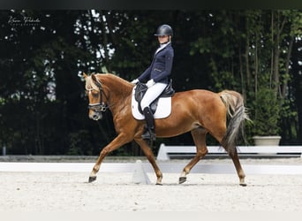 New Forest Pony, Mare, 14 years, 14,1 hh, Chestnut-Red