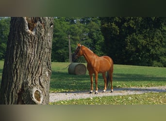 New Forest Pony, Mare, 14 years, 14,1 hh, Chestnut-Red