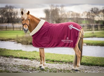 New Forest Pony, Mare, 14 years, 14,1 hh, Chestnut-Red