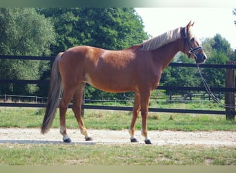 New Forest Pony, Mare, 14 years, 14,1 hh, Chestnut-Red