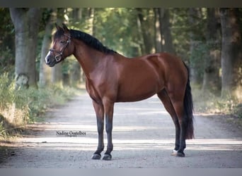 New Forest Pony, Mare, 14 years, 14 hh, Brown