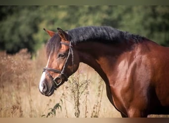 New Forest Pony, Mare, 14 years, 14 hh, Brown