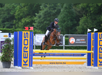 New Forest Pony, Mare, 14 years, 14 hh, Brown