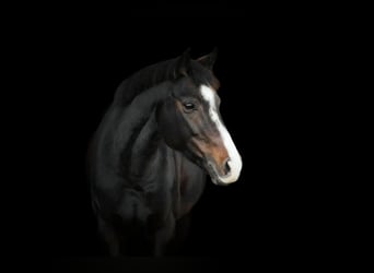 New Forest Pony, Mare, 14 years, 14,1 hh, Bay-Dark