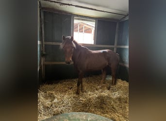 New Forest Pony, Mare, 15 years, 13.2 hh, Chestnut