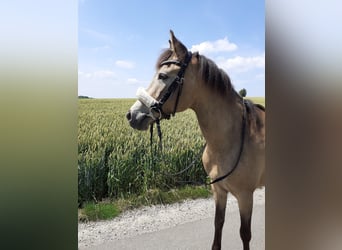 New Forest Pony, Stute, 15 Jahre, 13,3 hh, Falbe