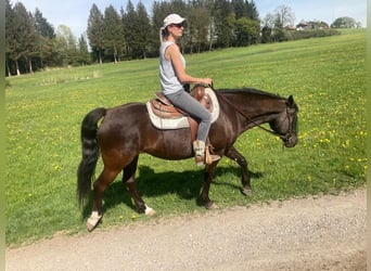 New Forest Pony, Mare, 15 years, 14.2 hh, Chestnut