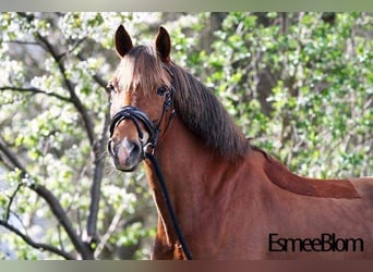 New Forest Pony, Mare, 15 years, 14,2 hh, Chestnut-Red