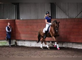 New Forest Pony, Mare, 15 years, 14,2 hh, Chestnut-Red