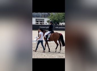 New Forest Pony, Mare, 15 years, 14,1 hh, Brown